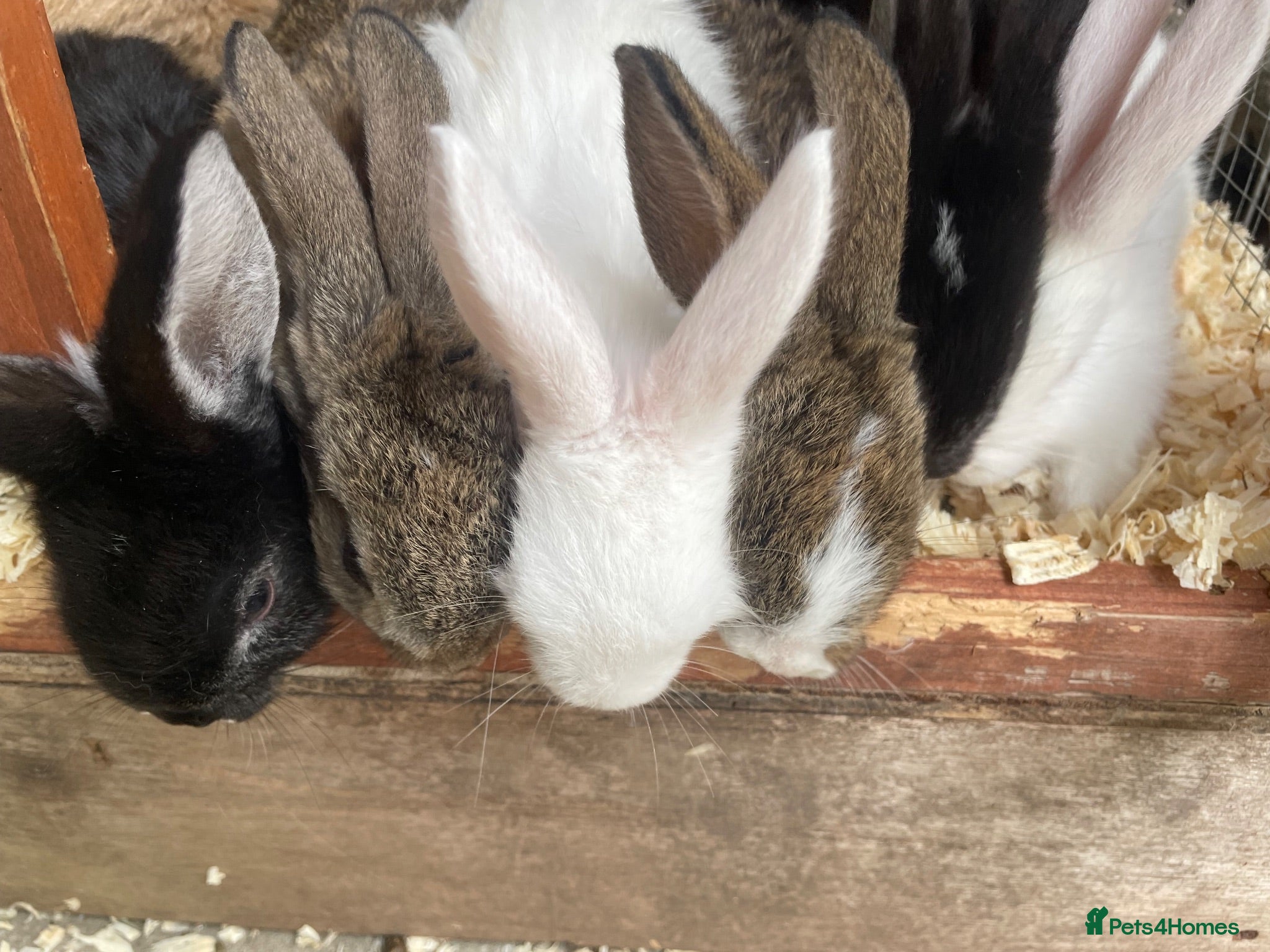 Mini Lop rabbits 6 mini lops for sale  - Advert 12