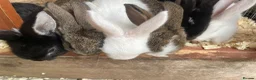 Mini Lop rabbits for sale: 6 mini lops for sale  - Advert 1