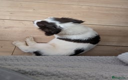 English Springer Spaniel dogs for sale: English Springer puppy *READY NOW* - Image 9