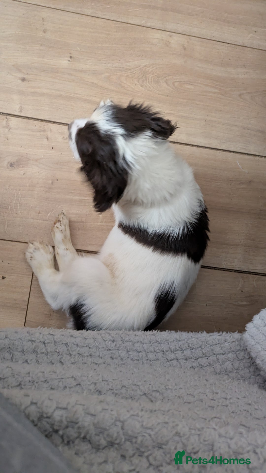 English Springer Spaniel dogs for sale: English Springer puppy *READY NOW* - Image 9