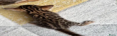 Bengal 1