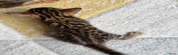 Bengal cats for sale: Bengal Kitten Boy (TICA Registered) - Advert 6