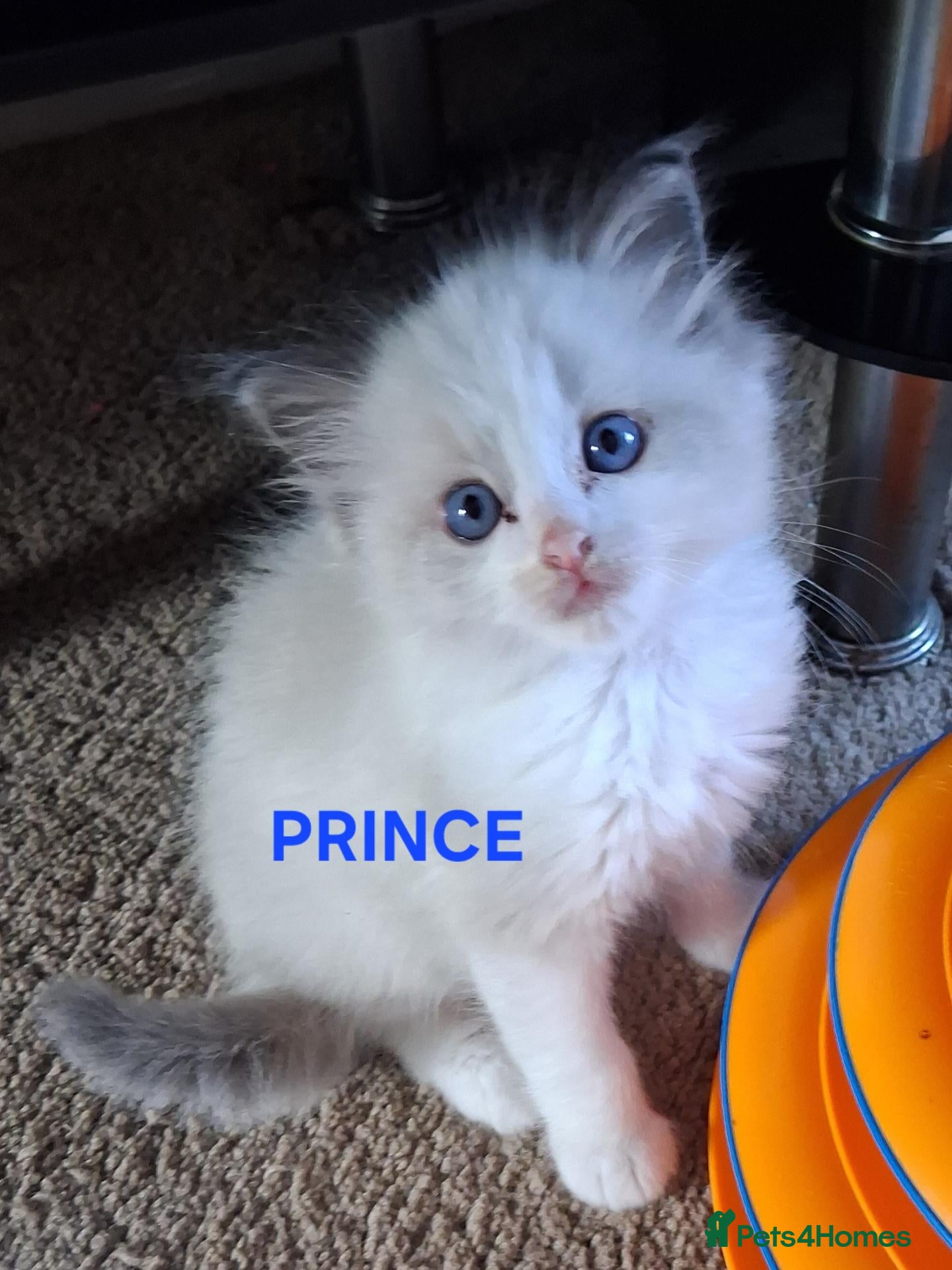 Ragdoll cats CUTE BLUE C/P RAGDOLL KITTENS  - Advert 2