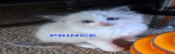 Ragdoll cats for sale: CUTE BLUE C/P RAGDOLL KITTENS  - Advert 2