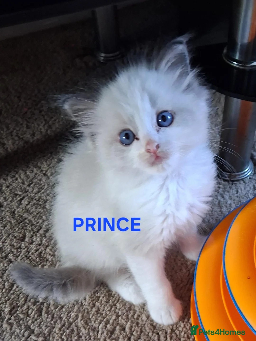 Ragdoll cats for sale: CUTE BLUE C/P RAGDOLL KITTENS  - Advert 2