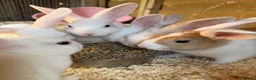 Mixed Breed rabbits for sale: Mixed breed rabbits - Advert 3