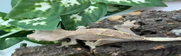 Gecko reptiles for sale: Crested gecko collection for sale  - Advert 8