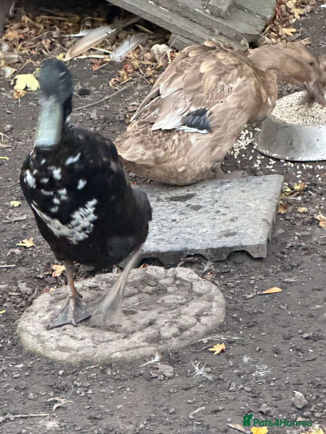 Ducks poultry for sale: 4 mixed ducks for sale - Image 3