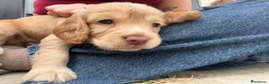 Cocker Spaniel 2