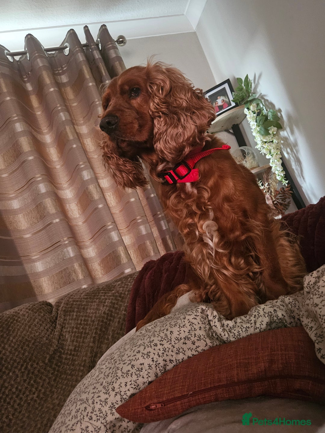 Cocker Spaniel dogs for sale: Health Tested Cocker spaniel puppies  - Advert 26