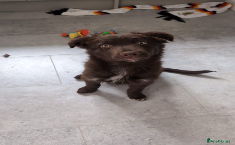 Border Collie dogs in Walsall - Advert 8