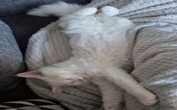 Maine Coon cats for sale: Kittens - Image 3