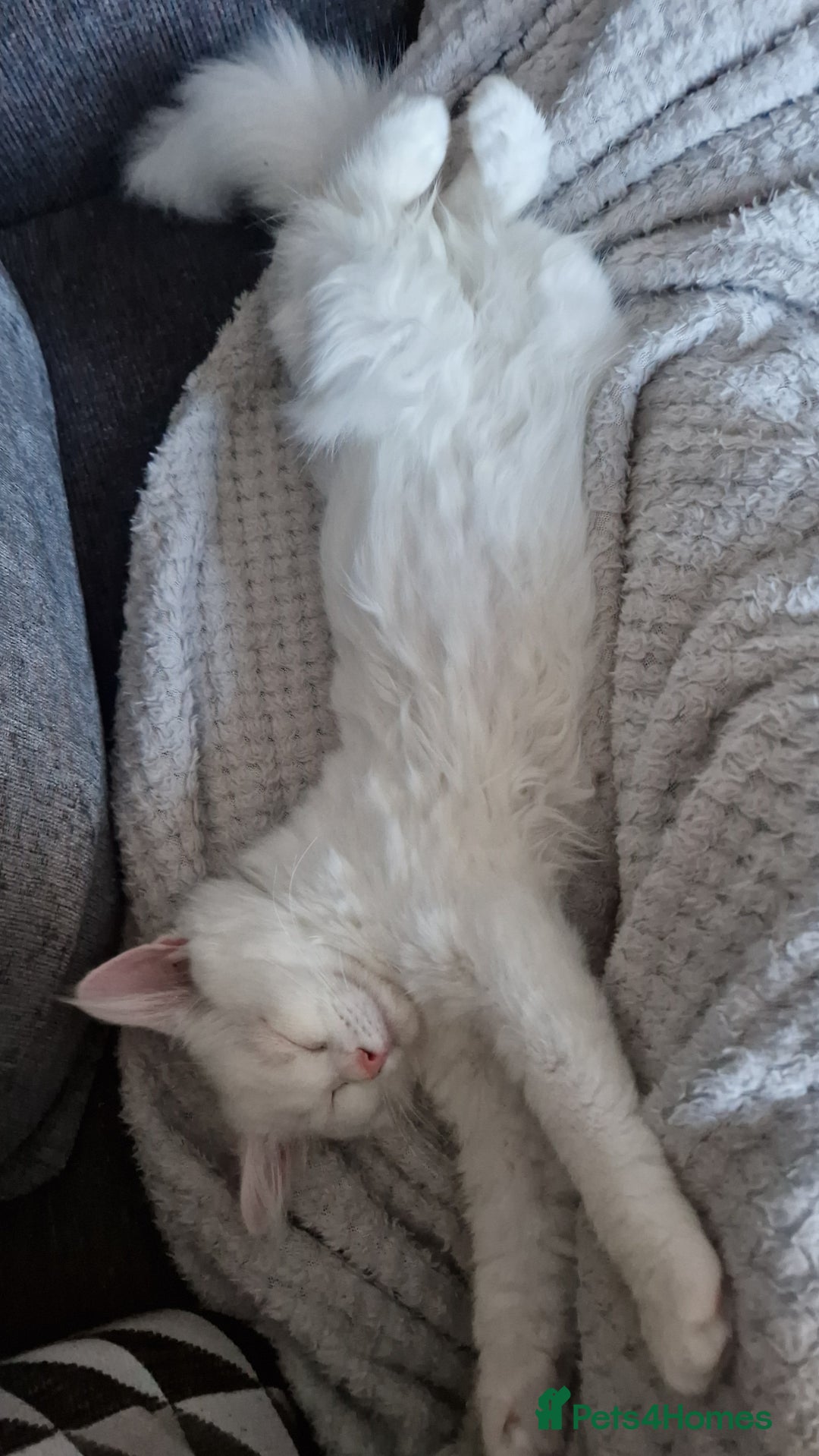 Maine Coon cats for sale: Kittens - Image 3