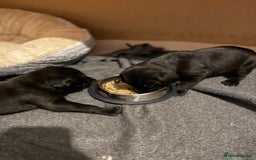 Labrador Retriever dogs for sale: Labrador/Weimaraner - 1G 1B - Beautiful Puppies  - Image 5