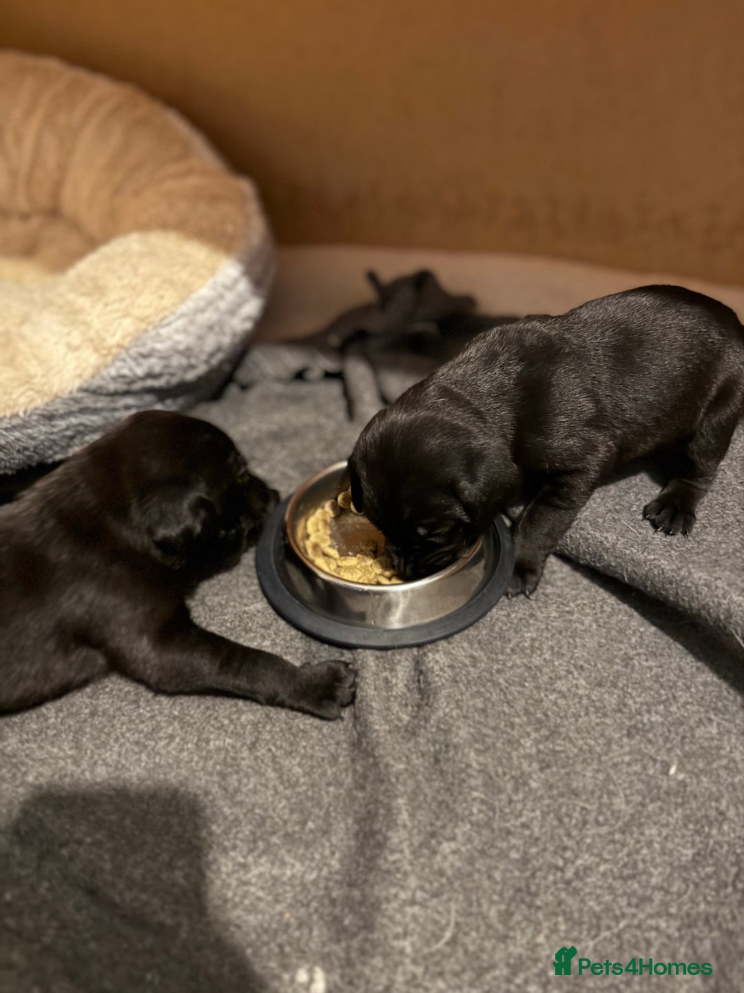 Labrador Retriever dogs for sale: Labrador/Weimaraner - 1G 1B - Beautiful Puppies  - Image 5