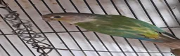 Conures birds for sale: Conures  - Advert 3
