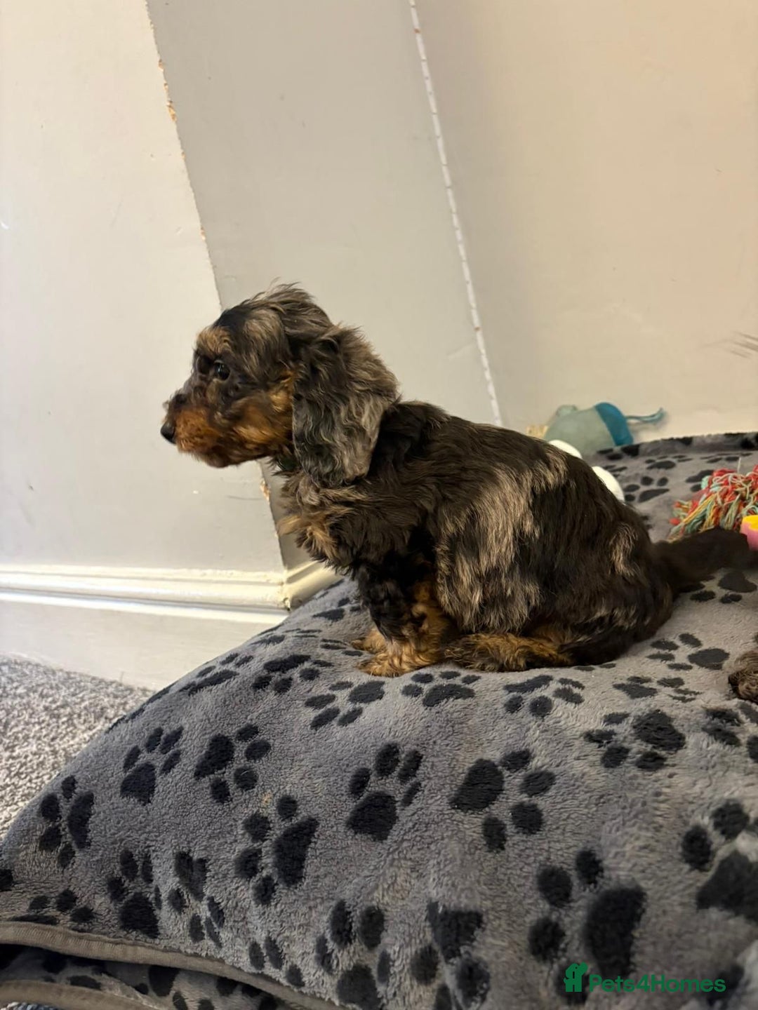 Mixed Breed dogs for sale: dixie pop puppies for sale - Image 7