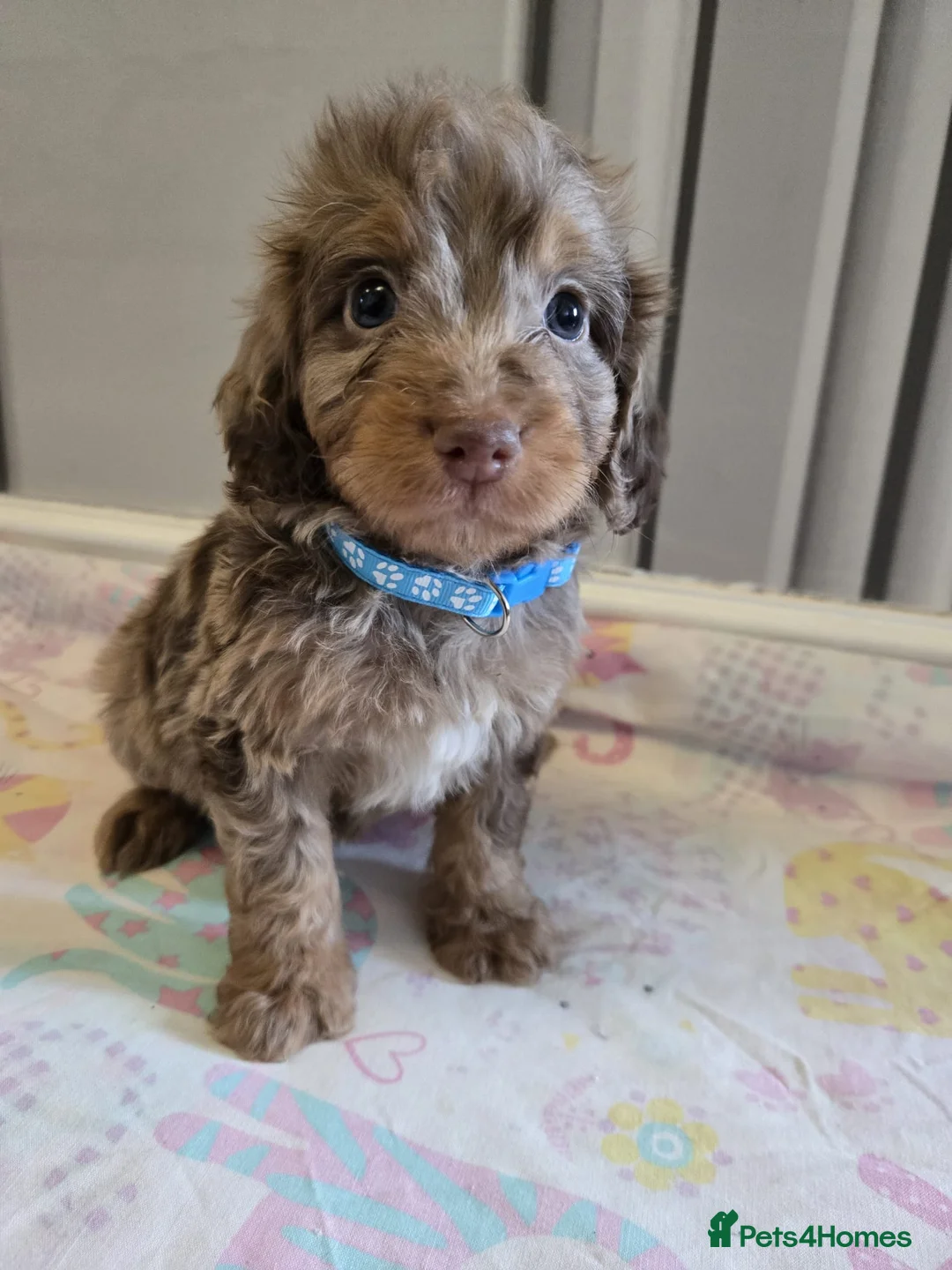 Cockapoo dogs for sale: Beautiful Cockapoo babies in Barnsley - Advert 13