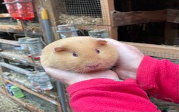 Guinea Pig rodents for sale: BABY GIRL GUINEA PIGS - Image 2