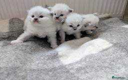 Ragdoll cats for sale: 🏆 🐾 Tica Registered EU Ragdoll Kittens 🐈 🏆 - Image 14