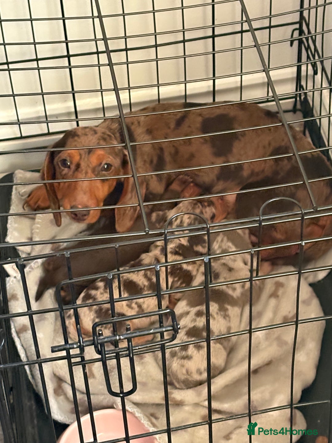 Miniature Dachshund dogs for sale: Adorable Miniature dachshund Babies - Advert 15