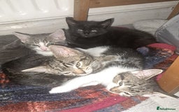 Domestic Shorthair cats for sale: Kittens for sale  - Image 2