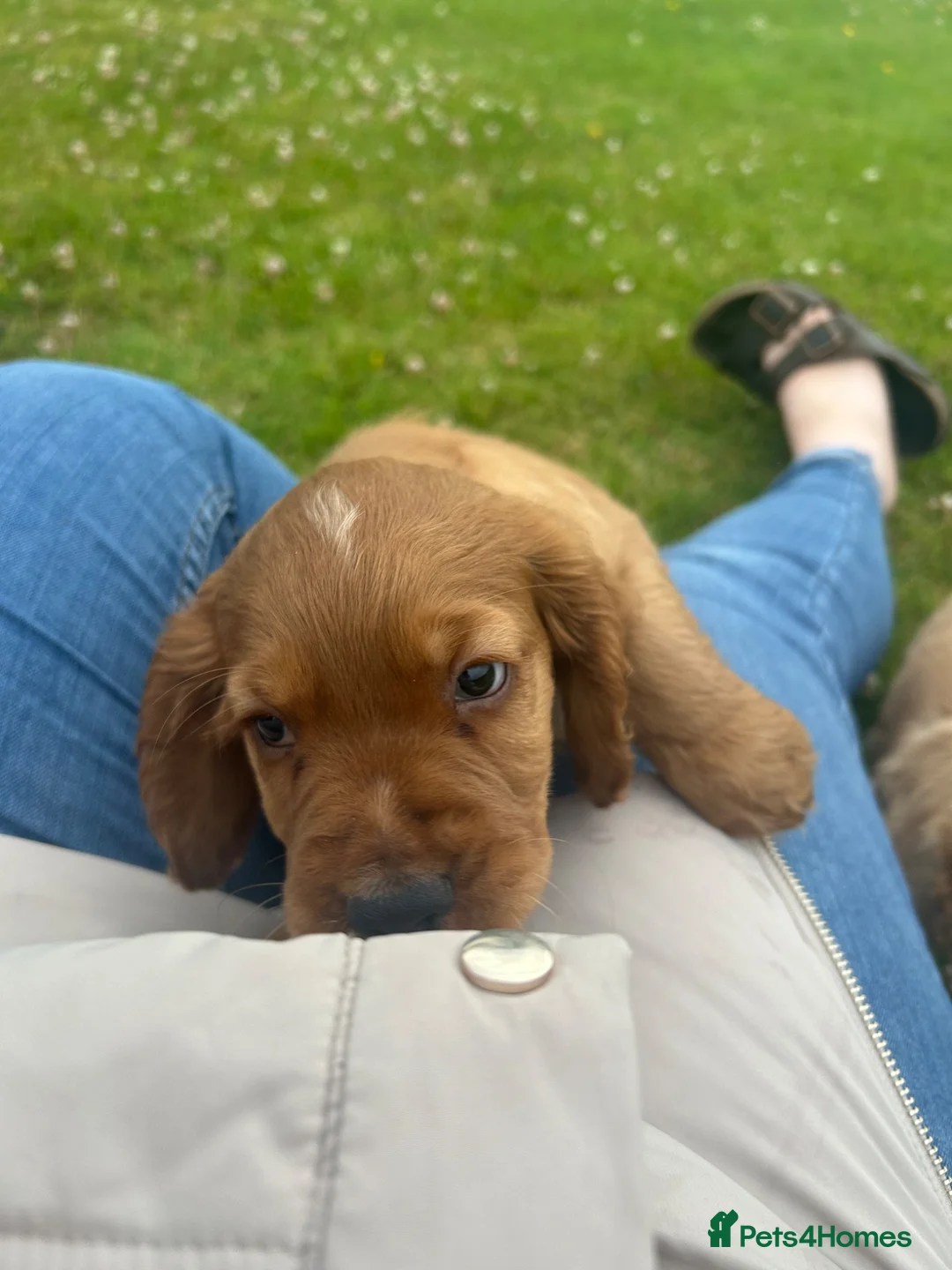 Cocker Spaniel dogs for sale: Cocker spaniel puppies  - Advert 2