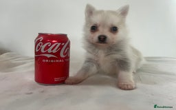 Pomsky dogs for sale: Honey I shrunk the Husky 😂 Genuine Toy size pomsk - Image 28