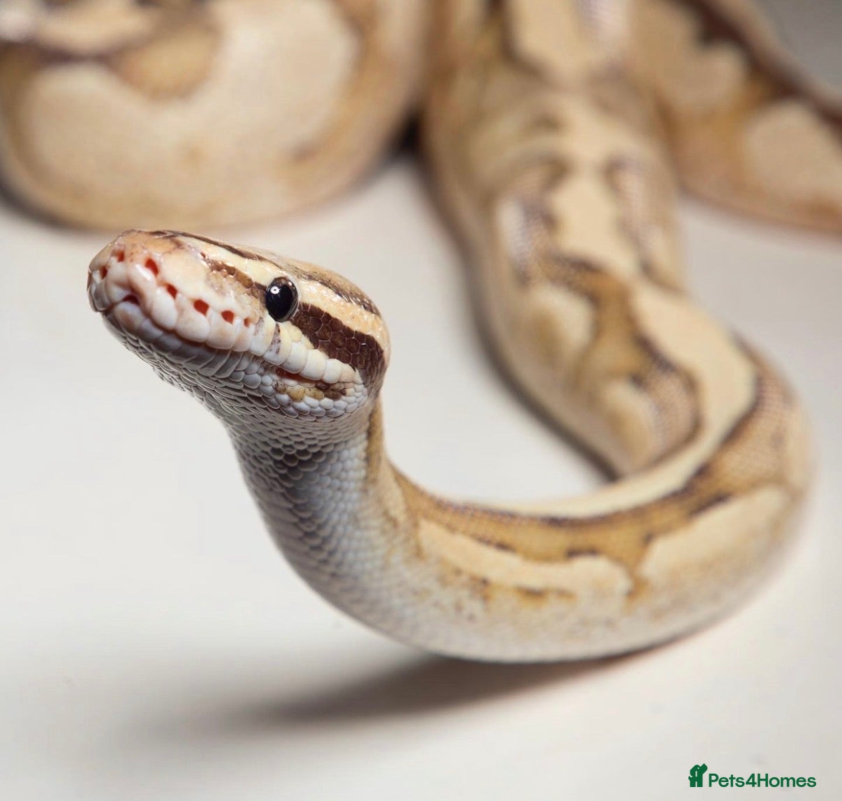 Python Snake reptiles Vanilla x Fire Adult Royal Python  - Advert 4