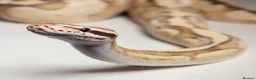 Python Snake reptiles for sale: Vanilla x Fire Adult Royal Python  in Nuneaton - Advert 1