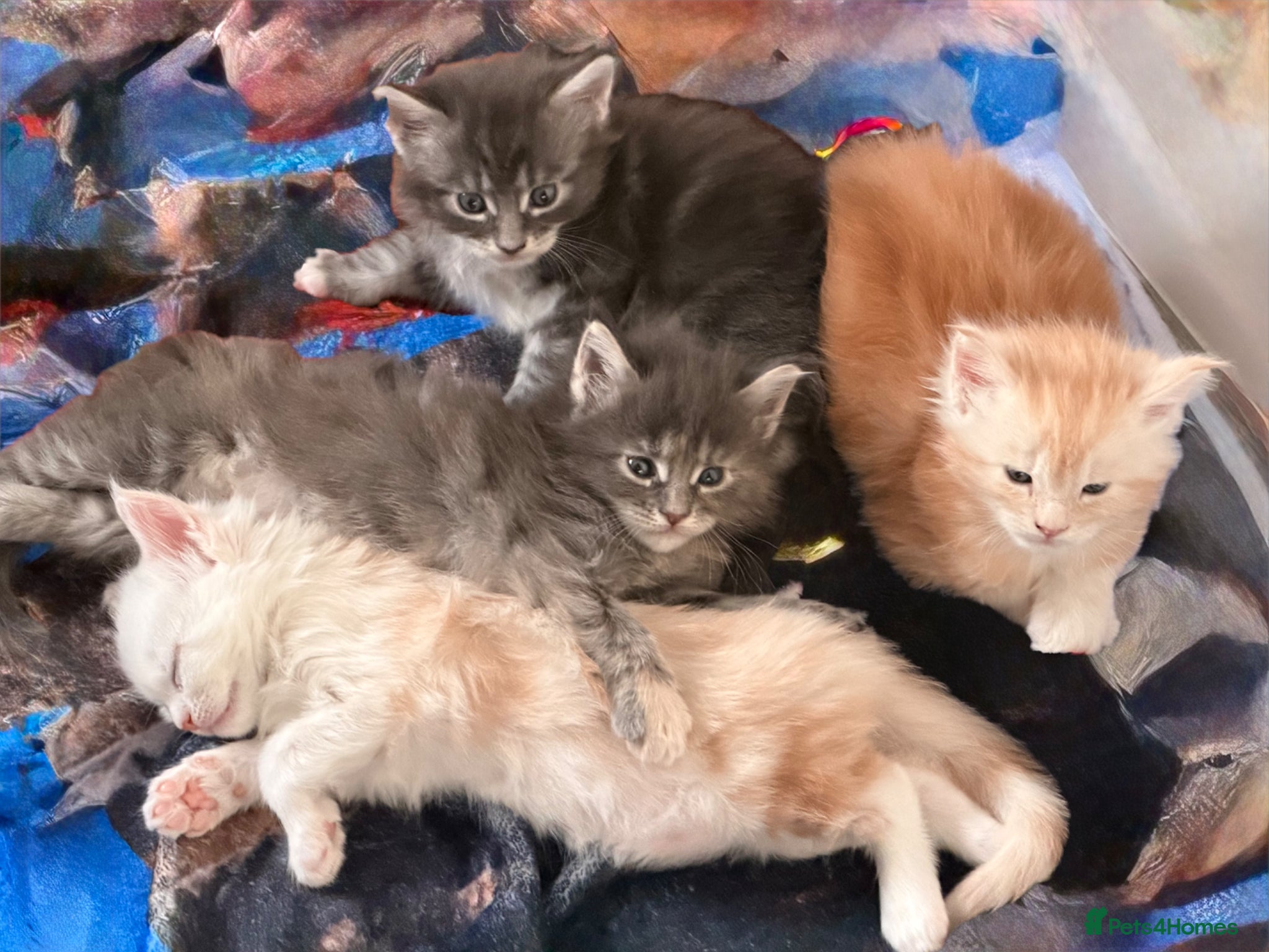 Maine Coon cats Maine Coon Kittens for sale (Surrey location) - Advert 1