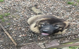 Caucasian Shepherd Dog dogs for sale: Beautiful girls of Caucasian Shepard  - Image 4