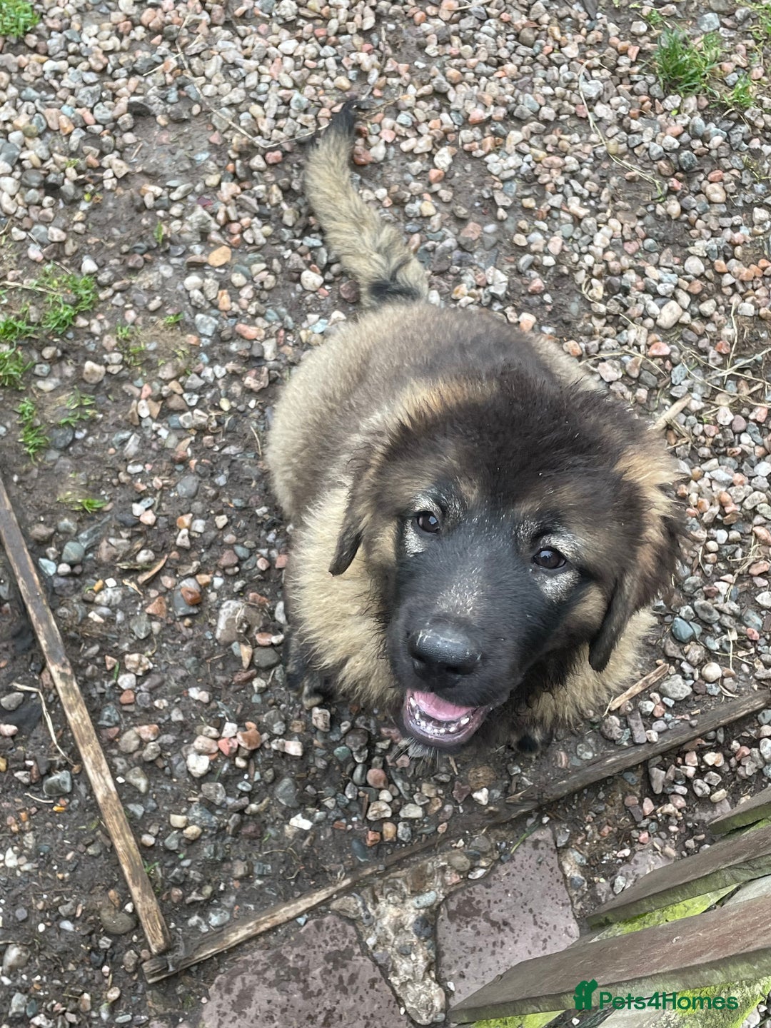Caucasian Shepherd Dog dogs for sale: Beautiful girls of Caucasian Shepard  - Image 4