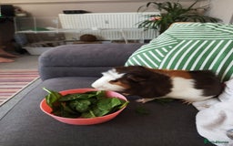 Guinea Pig rodents for sale: Rehoming: Two male guinea pigs  - Image 3