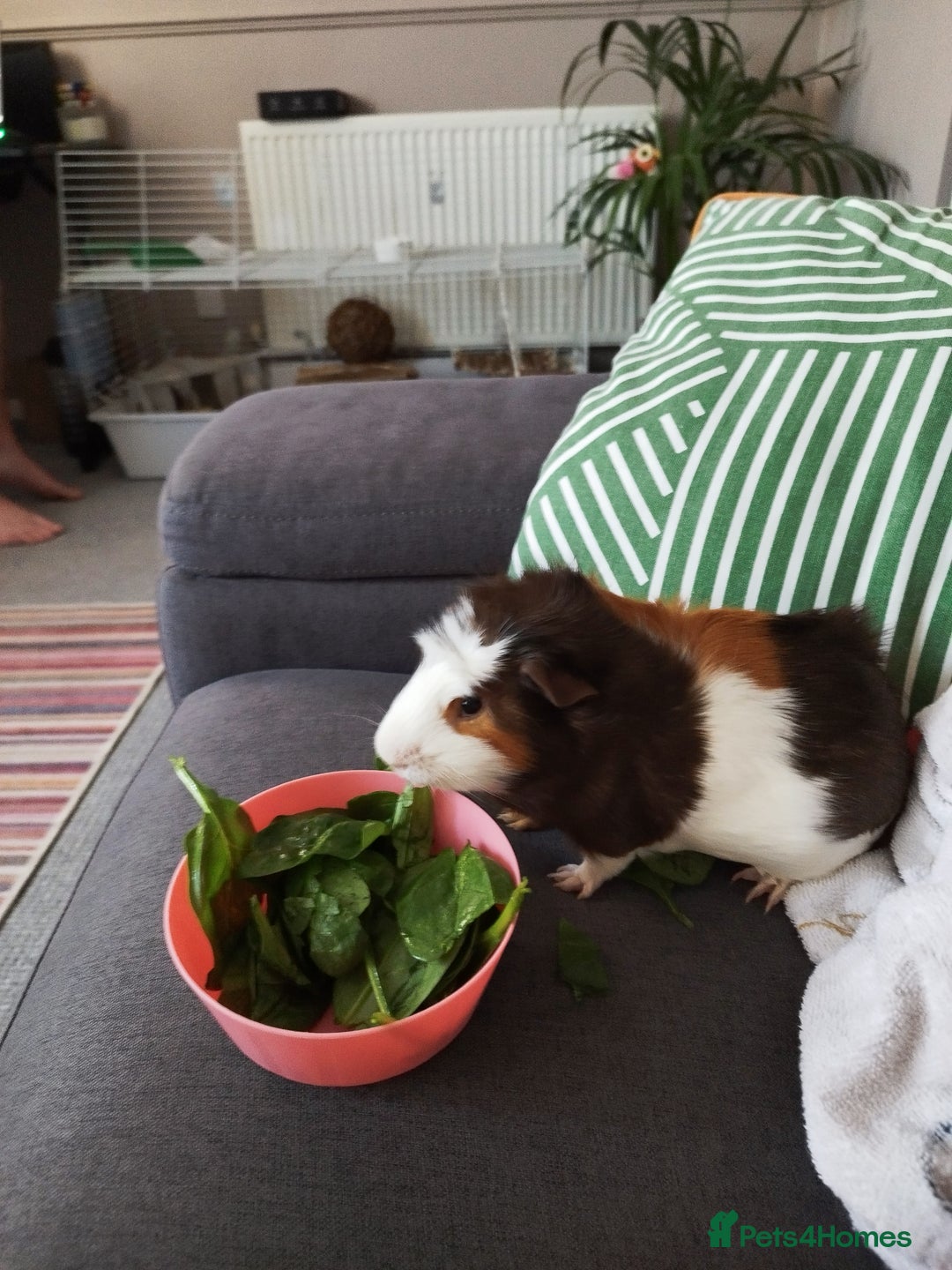 Guinea Pig rodents for sale: Rehoming: Two male guinea pigs  - Image 3