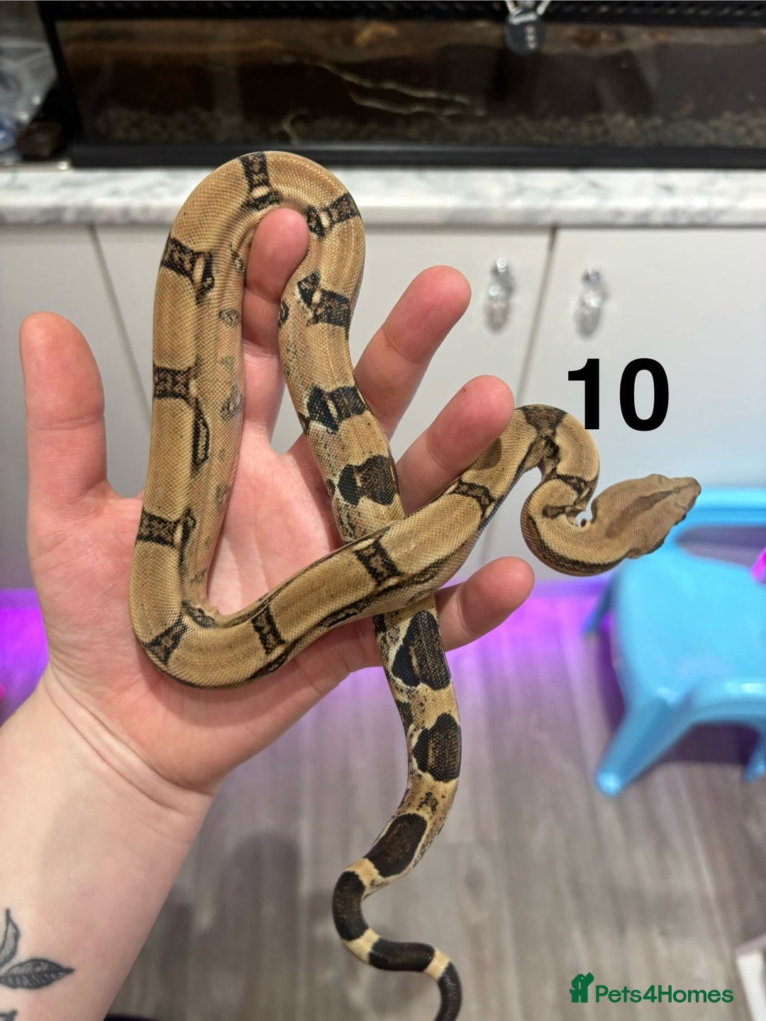 Python Snake reptiles for sale: Royal Pythons, Boa Constrictor & Bearded Dragons in Sleaford - Image 5