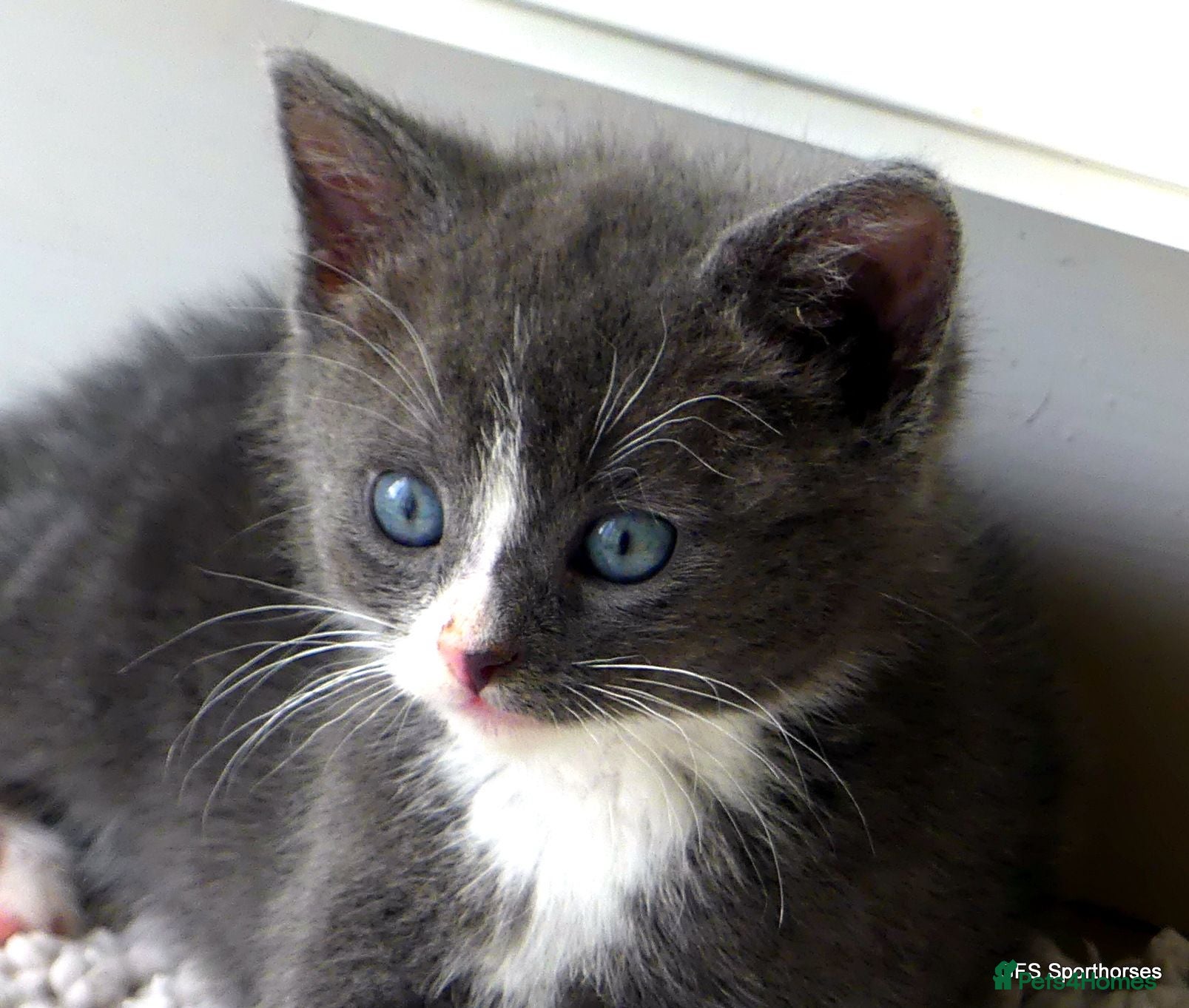 Mixed Breed cats Gorgeous Rag Doll/Maine Coon/Russian Blue X - Advert 6