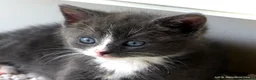 Mixed Breed cats for sale: Gorgeous Rag Doll/Maine Coon/Russian Blue X - Advert 26