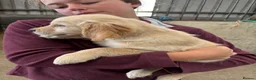 Golden Retriever dogs for sale: Gorgeous goldens - Advert 3