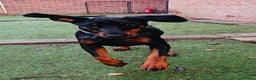 Dobermann dogs for sale: A Stunning strong KC Reg Black & Tan Doberman - Advert 6