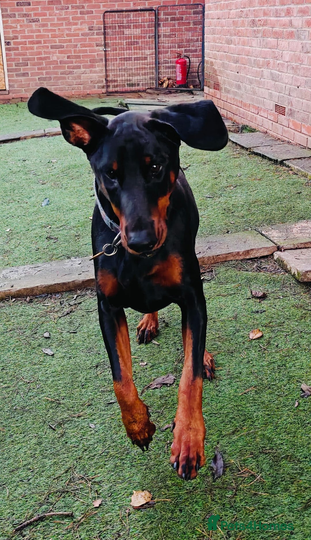Dobermann dogs for sale: A Stunning strong KC Reg Black & Tan Doberman - Advert 6