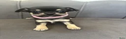 Chihuahua dogs for sale: KC Reg Chihuahua Pups - Advert 22