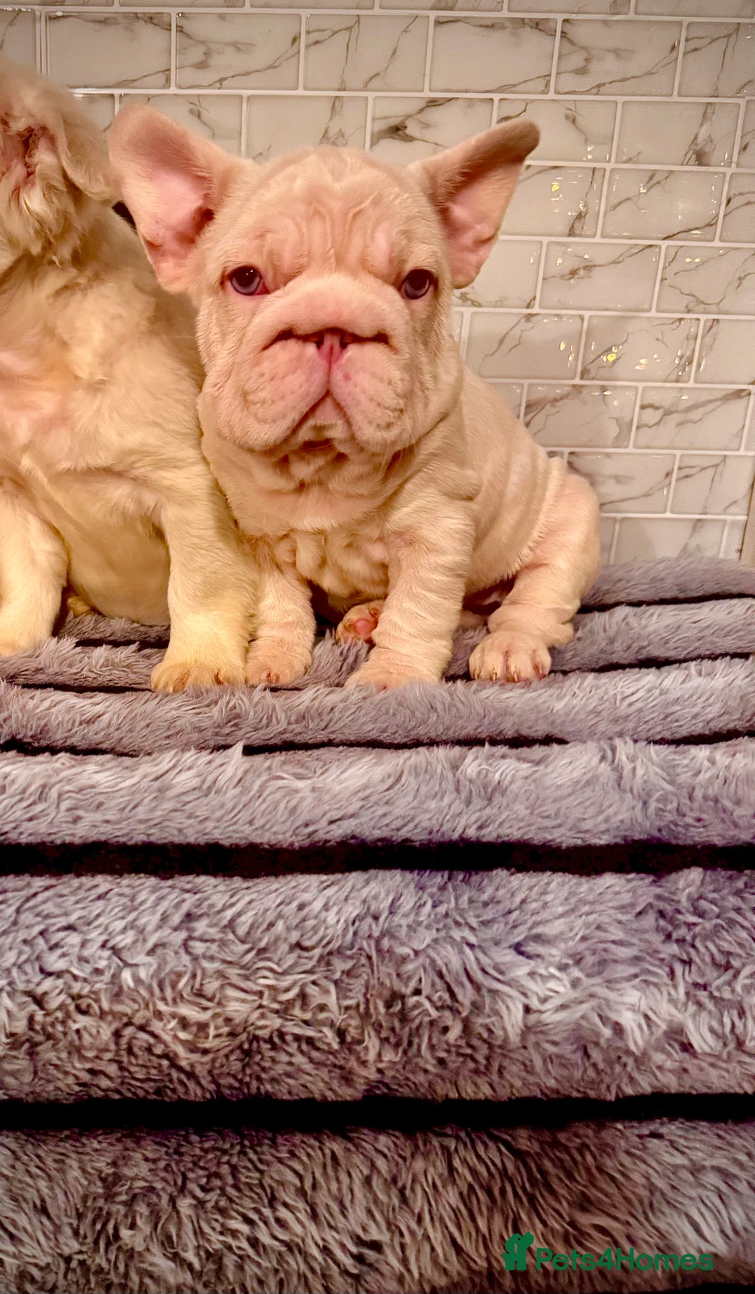 French Bulldog dogs for sale: Quality French bulldog puppies - Advert 9