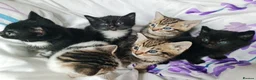 Mixed Breed cats for sale: Adorable & Playful Kittens Raised with Kids  - Advert 3