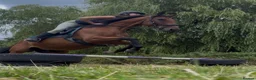Irish Thoroughbred horses for sale: TB gelding for sale in Bolton - Advert 3