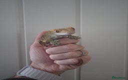 Gecko reptiles for sale: Crested Gecko Full Setup - Advert 5