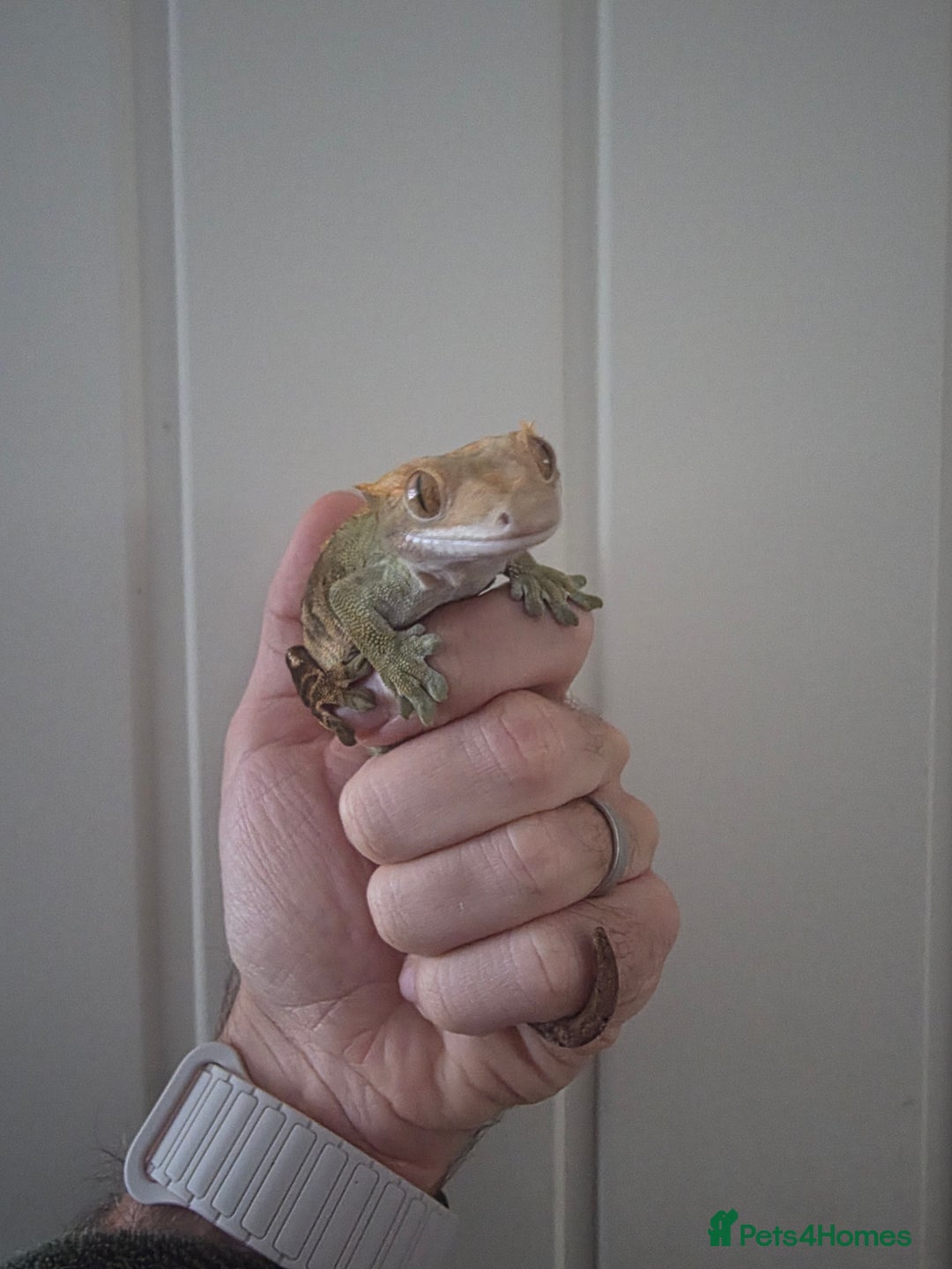 Gecko reptiles for sale: Crested Gecko Full Setup - Advert 5