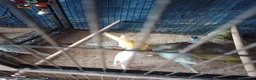 Budgerigars birds for sale: For sale  - Advert 3