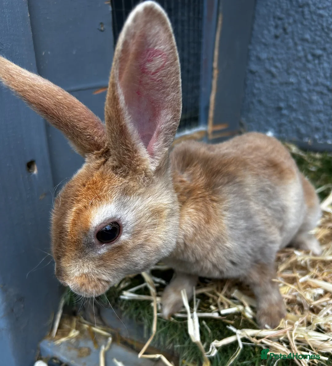 Mixed Breed rabbits for sale: Adorable baby rabbits for sale. Ready now - Advert 2