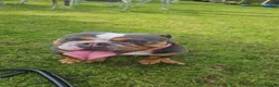 Olde English Bulldogge dogs for sale: Old english bulldog 19 months old in Stoke-on-Trent - Advert 1
